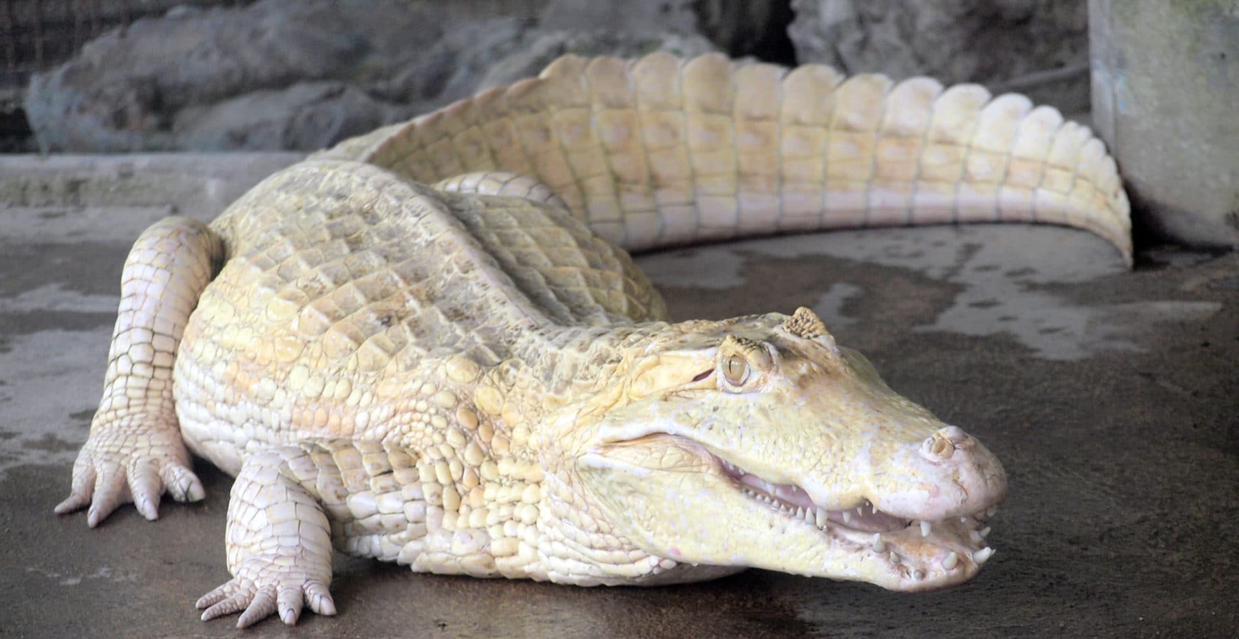 Albino Krokodil