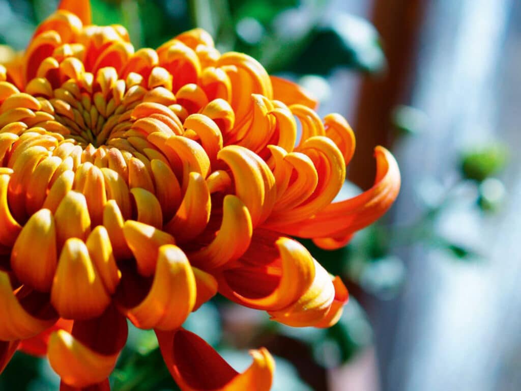 LEGO Botanical Review 10368 10369 Vergleich 04