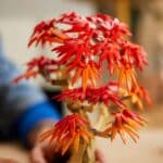 LEGO 10348 Botanicals Japanischer Roter Ahorn (5)